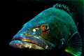 Goliath Grouper, snapped moments before he tried to eat my strobe. Taken in Mozambique, Pacific Ocean.