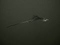 Photo of a spotted eagle ray swimming gracefully above the reef