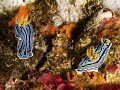 Pair of Nudi