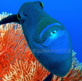 Trigger fish with a coral background. Two photos were used to create this pic.