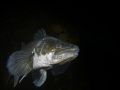 Pike-perch (Sander lucioperca)