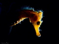 Hippocampus Thorny seahorse