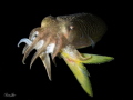 A cuttlefish fish enjoys a BIG lunch that was actually longer than he was. Take with an Olympus EM5 with 60 mm lens.