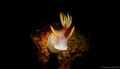 Nudibranch crossing the road
Hypselodoris bullocki
Sulug island tungku abdul rahman sabah
Meikon Housing CanonT4I seasea ys03x2
Macro lens +13
Shutter 200 F13 ISO100