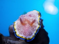 Glossodoris sp, it's something new nudibranch that i've seen! At the begining i was confused how to make good angle of it, after i see the nudibranch was quiet on top of spong coral, and i contineu shoot until i get perfect result.