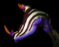 Nudibranch on the lookout, The Steps, Kurnell, Sydney
