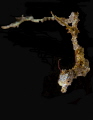 Lembeh sea dragon