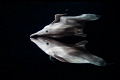 MIRROR-