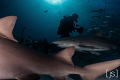 Shark Diver at Tiger Beach
