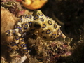 Blue Ring Octopus