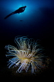 Snooted anemone and diver in front of early morning sun / no double exposure