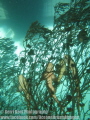 Definitely not the usual place to see sharks - sleeping in a tree!
