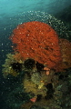 Roses of the sea