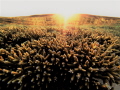 This shot was taken right as the sun set over the reef on Heron Island. The rays of the sun came through the water onto the Acropora colony, giving it an amazing colour.