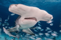 A big Hammerhead bursting through a cloud of fish in Bimini.