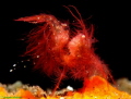 Chicken hairy shrimp.
Taken at Tulamben,bali,indonesia.
i shoot this a little shrimp it was challenges.using the diopter super macro +20,the biges macro lens that i use