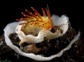 Flabellina sp,taken at Tulamben,bali,indonesia,nudhibranch super macro was laying there eggs