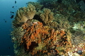 Colorful Reef