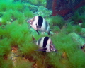 Magpie Perch Rapid Bay Jetty Rapid Bay South Australia 
