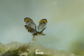 The super tiny tiger butterfly, I have to choose to use Moby plus two ATG+10 to get this photo without cropping.