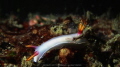 White Nudibranchia