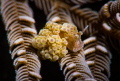 photo taked @ anilao ,there are more doto nudis in winter season.