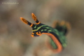 when i dived in Bohol,i was looking for some marco object. but in these house reef it's really hard to find something special object. so when i found this nudi ,i just wait it up it's head. i use the big aperture cause the background is too messy.