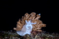 normally this mimic nudi would not up his head, but there is little bit current in this dive. so i take this shot.