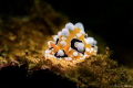TITLE : Im bumble bee~

ID NAME : Phyllidia ocellata nudibranch

LOCATION :Sabah malaysia sapi island

SETTING : Meikon T4I
YS03 X2
standard lens 55mm
F9 Shutter 200
WB flash
Close up filter +4