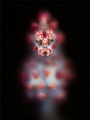 Pygmy seahorse taken in Lembeh with an EOS MKII at aperture 4.0