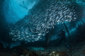 Underwater photographer captures the free latent model descend a moment, wait for a long time, I also beside him.