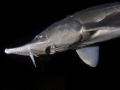 Siberian Sturgeon