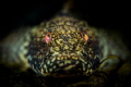 A marbled sleeper with glowing eyes in the darkness of a german lake.