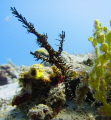 Ornate ghost pipefish at seahorse bay in Lombok
