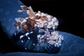 A pair of Harlequin shrimps on a sea star.
