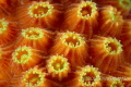 Supermacro image of star coral.  This so clearly demonstrates why we need to teach new (all) divers to avoid contact with coral.  The fragile polyps seen here are so easily damaged by touch.  Taken in Bonaire.