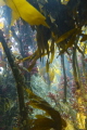 Kelp forest at Wild Derrynane, Skellig Coast, Wild Atlantic Way, Ireland. Wha a wonderful way it is to follow hidden underwater pathways beneath the canopy of Kelp fronds.