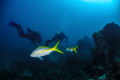 Fish and divers