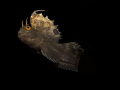 SAILED FISH. Butterfly Horozbina