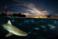Blacktip Sunset Split

After a long day of chasing these Blacktip sharks around the Islands shallow reefs, I managed to catch them swimming amongst the Mullet near shore while the sun set.