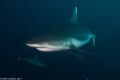 Shark