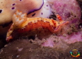 Hypselodoris maculosa
