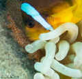 Anemone fish protecting its eggs