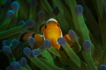 Clownfish with green anemone.