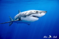 Great White Shark Passing By