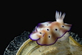 Nudibranch