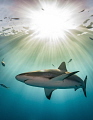 'The Magic Hour' - This image of a Caribbean reef shark was taken just before sunset. With the sun low to the horizon, and the sea calm, the water acts like a prism, separating white light into its individual colors.