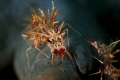 tigershrimp