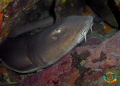 Brownbanded bamboo shark