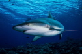 Grey Reef Shark at a Dive Site called Vertigo.